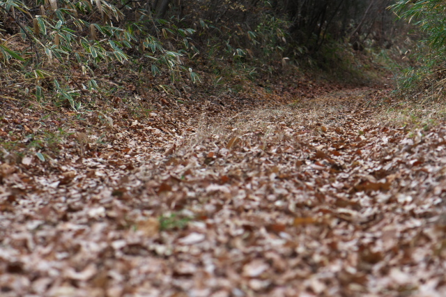 雑木林の中は落ち葉の絨毯です。