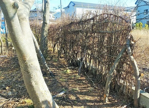里山の循環を庭に 剪定枝の利活用 垣根づくり 竹垣 板塀等