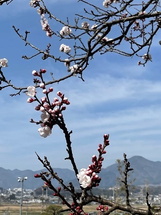 桜が咲き始めて