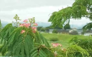 ネムノキ