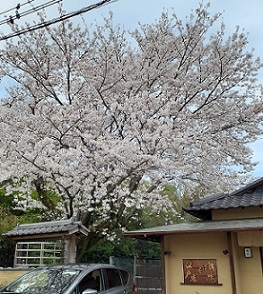 三島・桜