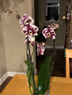 orchid2101.jpg