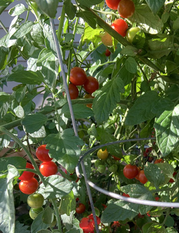 tomatoes08132001.jpg