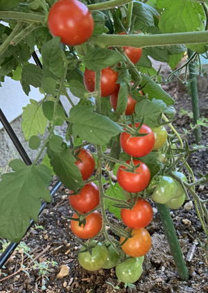 tomatoes08132004.jpg