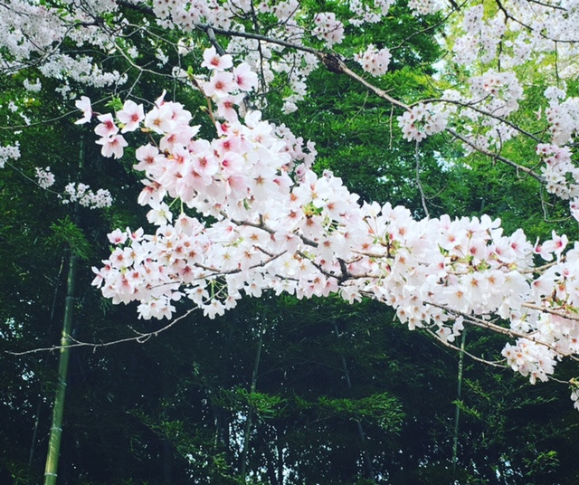 桜と竹