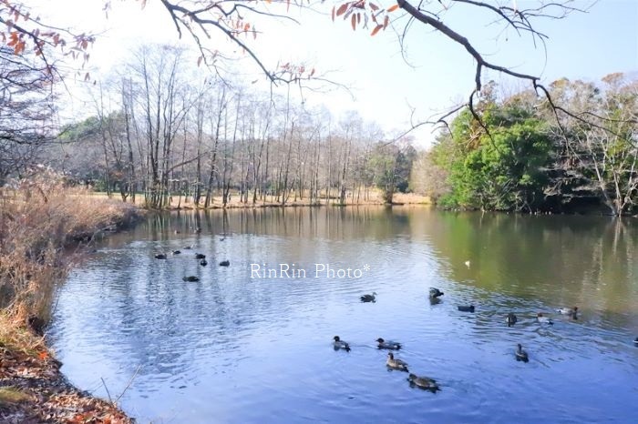 2020年１月智光山公園ひょうたん池の水辺