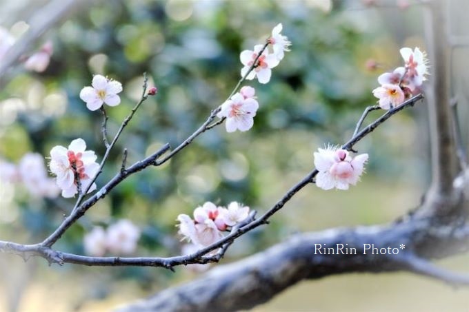 2022年１月心應寺桜色のふくいく梅