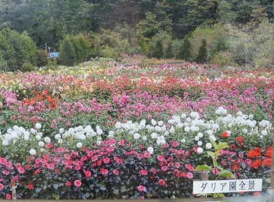 両神山麓花の郷ダリア園20200911 (15)