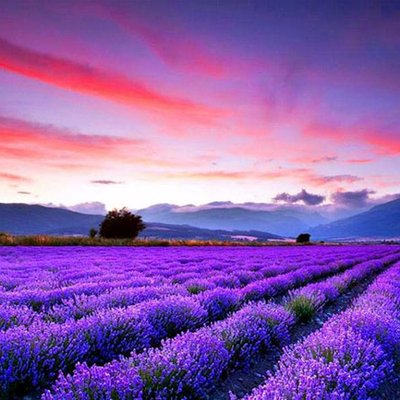 紫の風景
