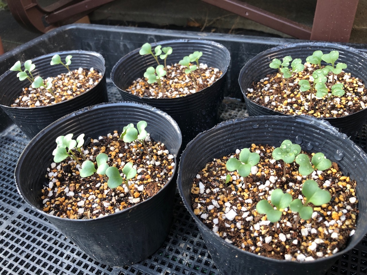 ブロッコリー『スティックセニョール』栽培記録 2020春 種まき～収穫まで ゆっくり家庭菜園