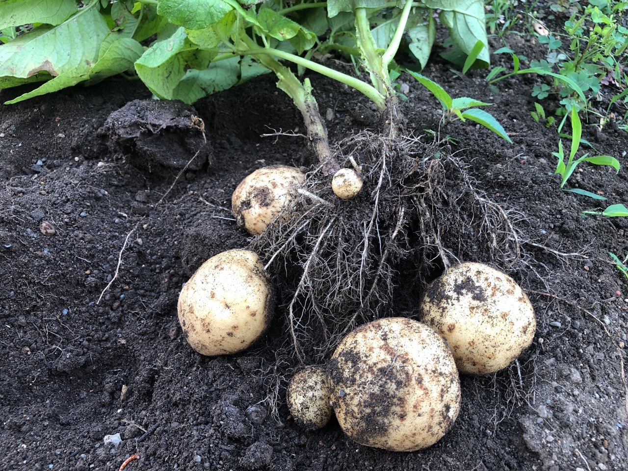 ジャガイモ 『男爵薯』の栽培記録 2020春 種芋植え付け～収穫まで - ゆっくり家庭菜園