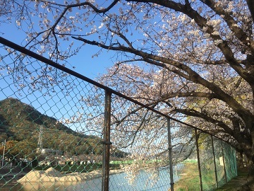 5桜