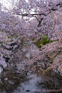 桜　2021