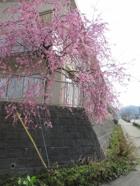 学びの館桜も咲きました。