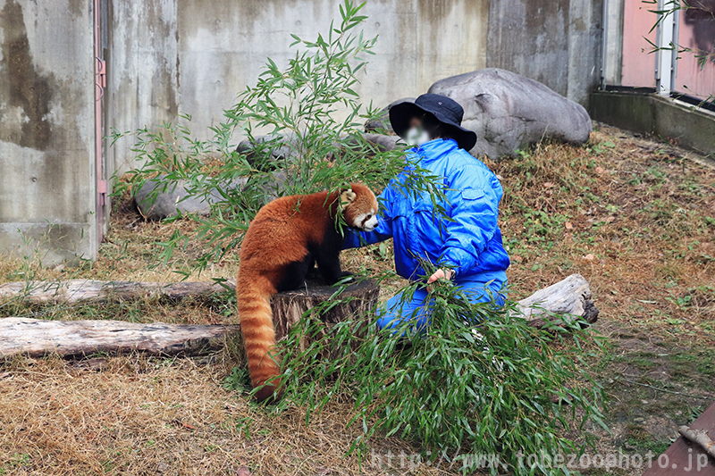 レッサーパンダのおやつ　（撮影日：2021年1月　愛媛県立とべ動物園 レッサーパンダ舎にて）