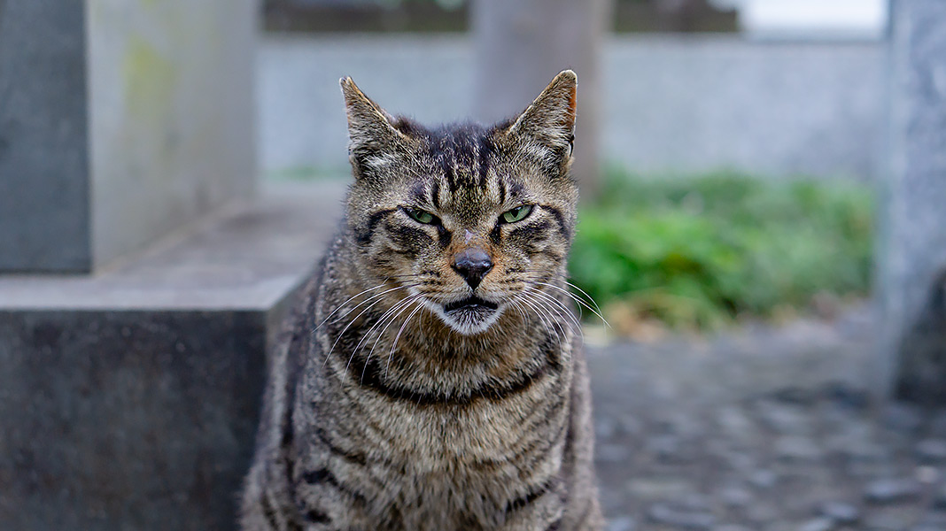 Tokio Adagio Cats Streets 東京アダージョ景 怖い顔をしているってかニャ