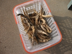 201116サヤ