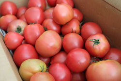 平取トマト